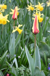 Una flor de tulipán
